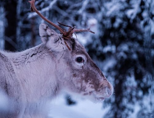 Fiez-vous au caribou !